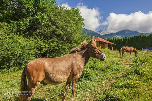 Poney club de Modane au camping des Combes - Haute Maurienne Vanoise Tourisme