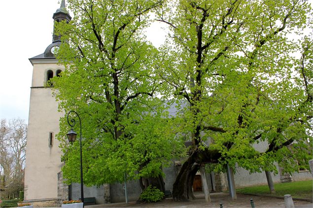 Tilleul Place de l'Eglise - Douvaine - Douvaine-tourisme