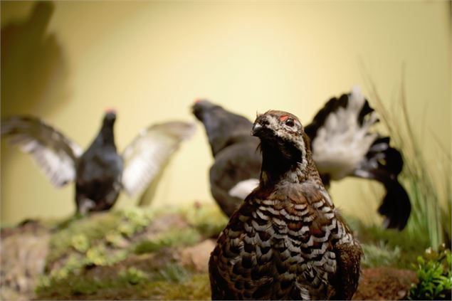 Muséum des animaux de Montagne