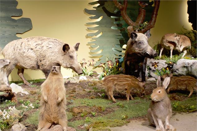 Muséum des animaux de Montagne