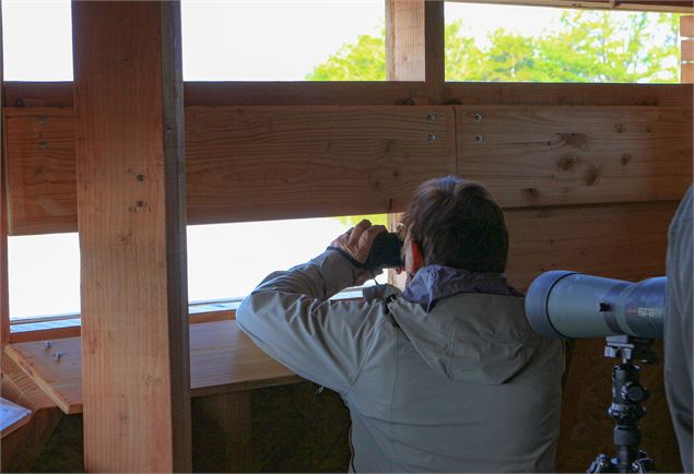 Observation des oiseaux - M Zeilfelder