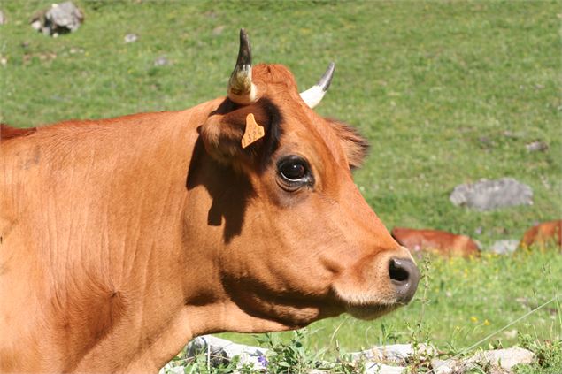 Une vache tarine - OT pralognan la vanoise