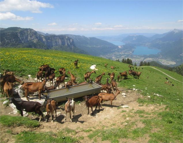 troupeau de chèvres alpage vue lac - Bernard Marchand