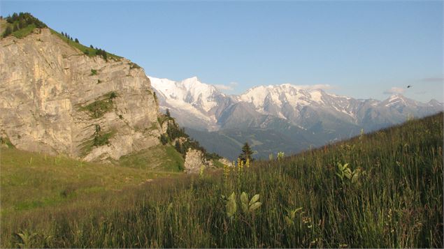 Vue Mont-Blanc depuis le Lachat d'en Haut - E.Desc