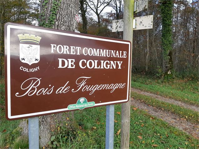 Forêt de Fougemagne - CCCC