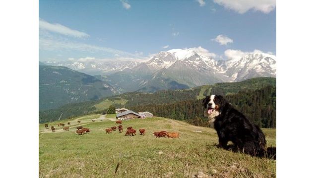 Alpage la Grand Montaz - Alpage la Grand Montaz