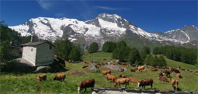 Vue depuis l'arrière de la Chapelle vers le Mont Pourri et les glaciers, avec vaches en alpage - Col