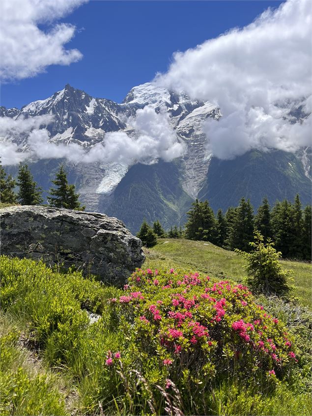 Chailloux en fleurs - OT Vallée de Chamonix C.Margérard