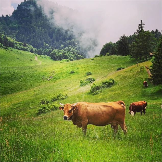 Troupeau de vaches à l'alpage - OT Val d'Hermone