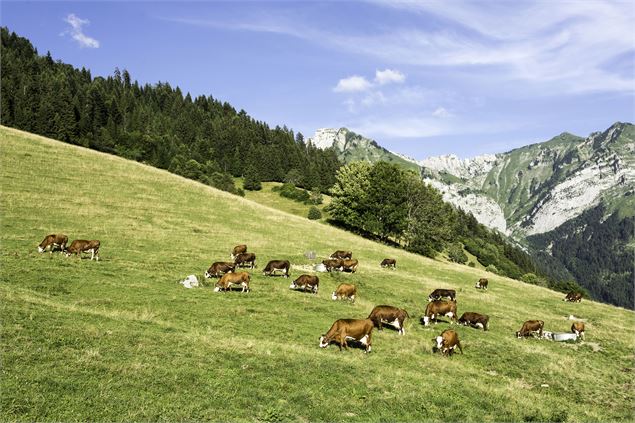 Alpage au Col de la Forclaz - Montmin - ©SavoieMontBlanc-Mari