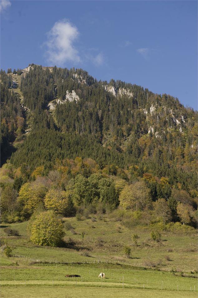 Forêts du Haut-Chablais - CD74