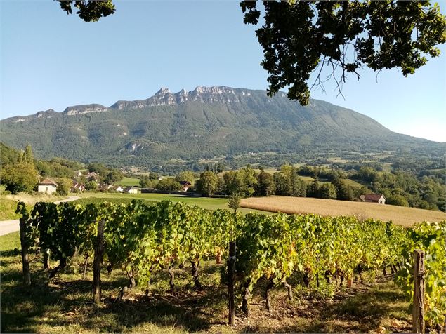 Le vignoble de Jongieux, un paysage à déguster à vélo - Henri De Caevel