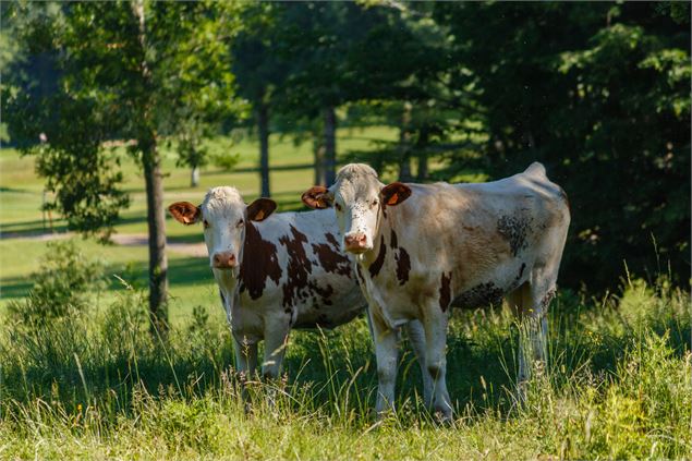 Vaches dans un pré - M Zeilfelder
