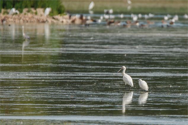 Spatules blanches sur l'étang du Grand Birieux - M. Zeilfelder