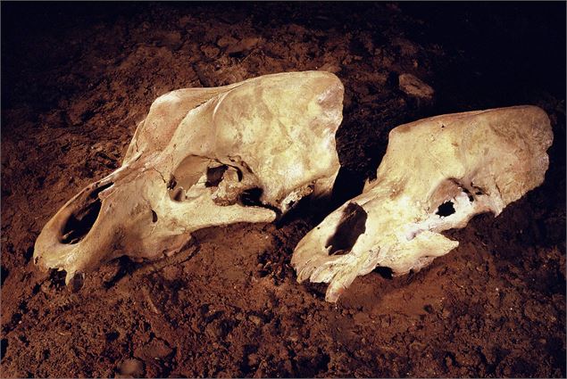 Grotte de la Balme à Collomb - Entremont le Vieux - Musée de l'ours des cavernes