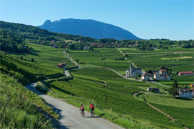 Passage dans les vignobles de Jongieux - © Savoie Mont Blanc - Lansard