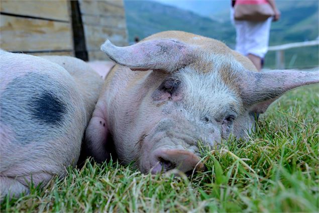 de la ferme chez pépé nicolas les menuires - ©Chez Pépé Nicolas