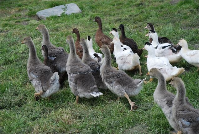 L'été, visite de ferme d'alpage