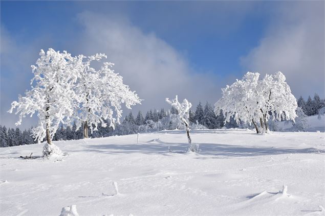 Arbres enneigés sur le Plateau de Retord - © Philippe Carrara