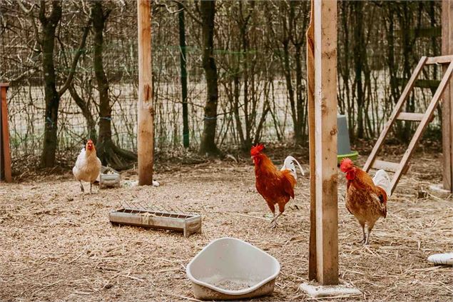 Les poules de la ferme dans un grand clapier emménagé - SOS Animaux de la Ferme Pédagogique