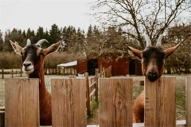 Les chèvres de la ferme pédagogique regardent l'objectif - SOS Animaux de la Ferme Pédagogique