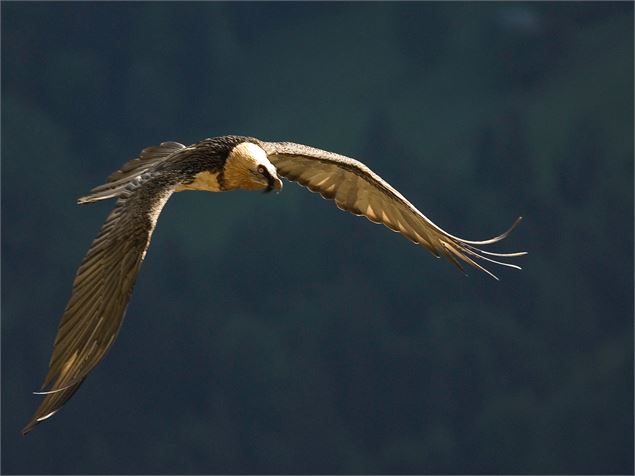 Le gypaète barbu, espèce emblématique de la Réserve Naturelle de Passy - JHeuret