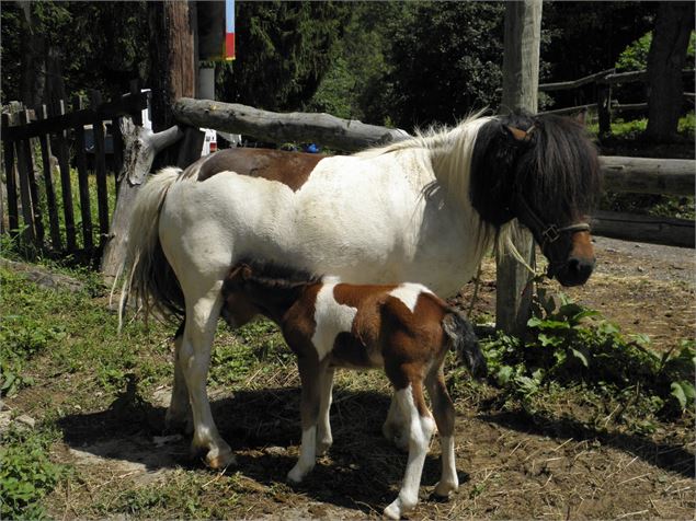 Vie à la ferme