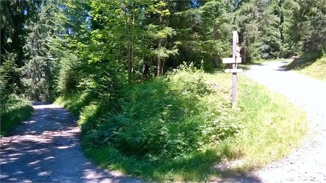 Chemin ombragé en forêt - OT Les Carroz