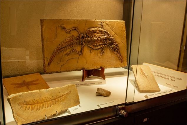 fossile du musée de Cerin - Marilou Perino