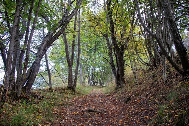 Sentier de la Croix d'Albiez en forêt - Perrine Lavoipierre