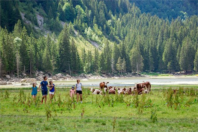 Troupeau de vaches aux abords du lac - Daniel Durand