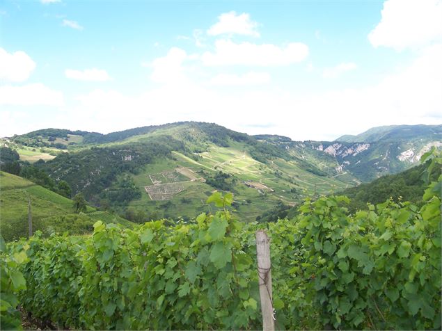 Panorama sur le vignoble de Cerdon depuis Mérignat - AL MANZONI
