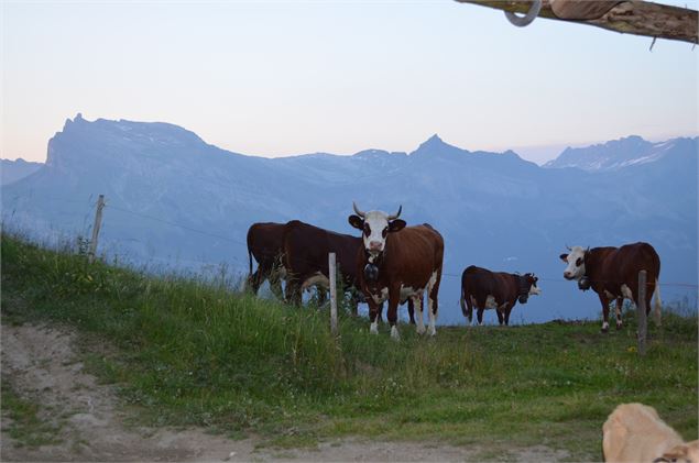 Les vaches de la Ferme de l'Avenaz - Saint-Gervais Mont-Blanc - P. Gaiddon
