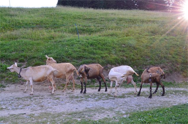 Les chèvres de la Ferme de l'Avenaz - Saint-Gervais Mont-Blanc - P. Gaiddon