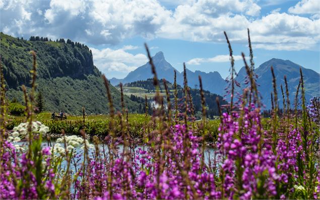 Vue sur le lac de Vernant et la Pointe Percée avec des fleurs en premier plan - OT Flaine-Candice Ge