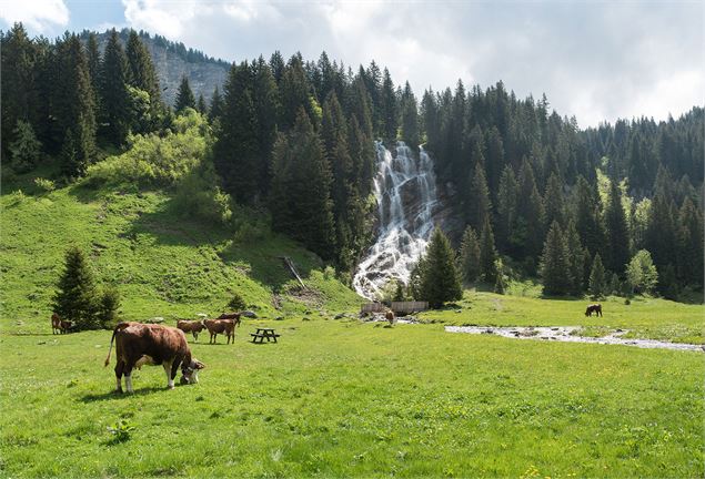 Les vaches et la cascade - Yvan Tisseyre/OT Vallée d'Aulps
