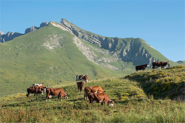 Les vaches en pâturage avec le Roc d'Enfer en arrière plan - Yvan Tisseyre / OT Vallée d'Aulps