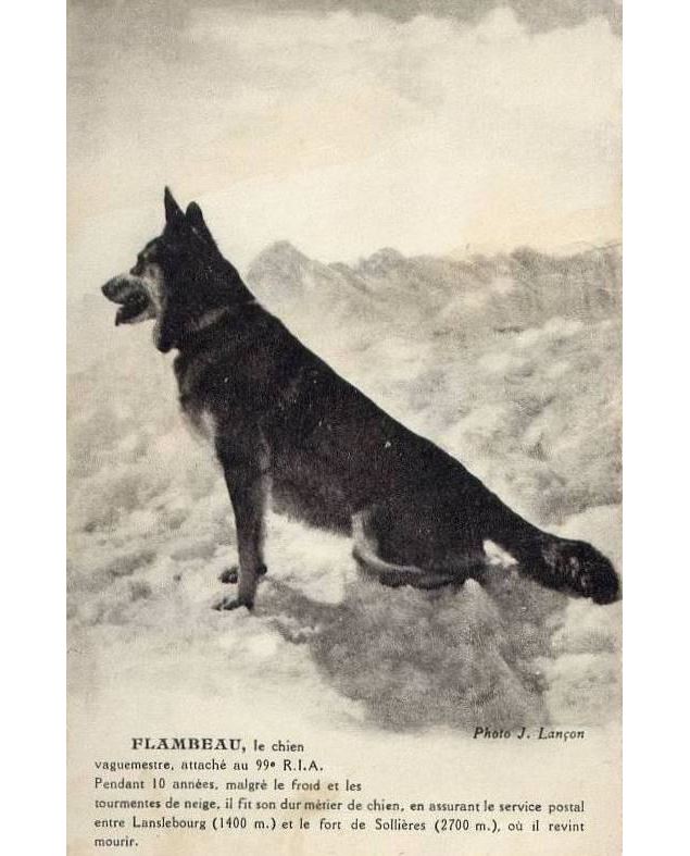 Carte ancienne du chien Flambeau - docroger.over-blog.com