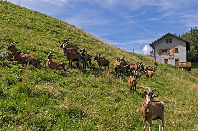 Chèvres de Tréchauffé - Yvan Tisseyre/OT Vallée d'Aulps