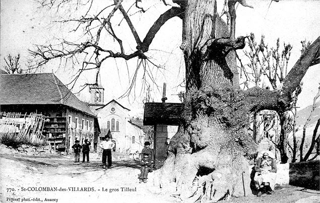 Le gros tilleul classé arbre remarquable de France - OT St Colomban des Villards