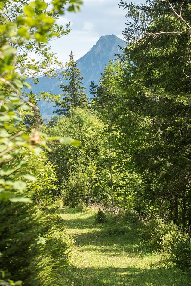 Le chemin herbeux après les Chavannes - Yvan Tisseyre / OT Vallée d'Aulps