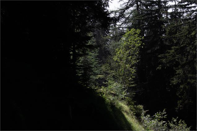 Niché en pleine forêt - A.Abondance