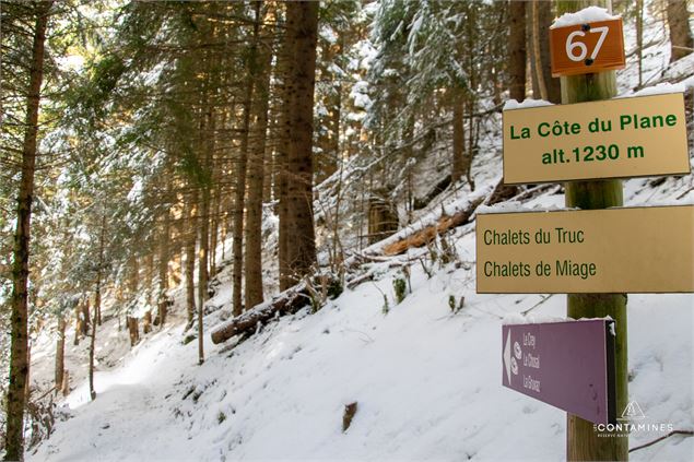Promenade dans la forêt enneigée - Les Contamines Tourisme