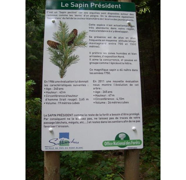 carte d'identité du Sapin Président - Michel Maupas