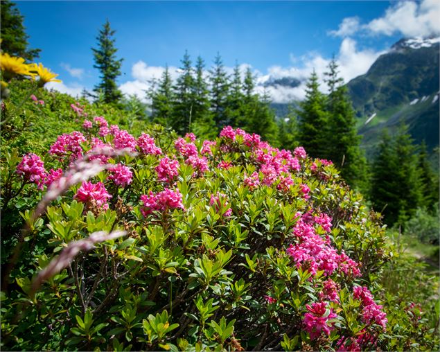 Des rhododendrons dans la réserve naturelle des Contamines, face au Mont Blanc - Les Contamines Tour