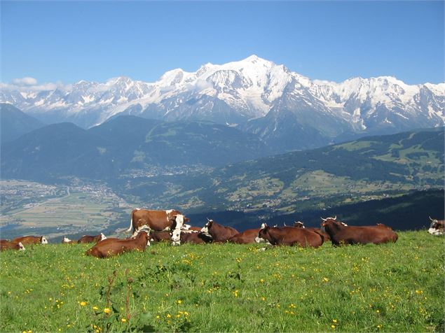 Vue sur le Mont-Blanc depuis les Bénés - Cordon - JMBarey/Cordon Tourisme