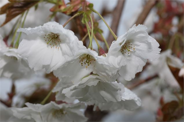 Prunus serrulata ‘Matsumae Shizuka’ - Uberti©