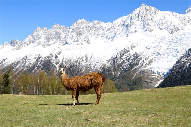 parc animalier merlet - lama - OT Vallée de Chamonix - Salomé ABRIAL