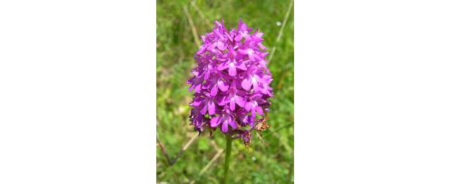 Spot à Orchis -  Les Barres