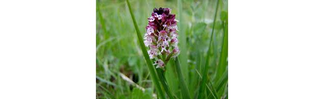 Spot à Orchis -  Les Barres